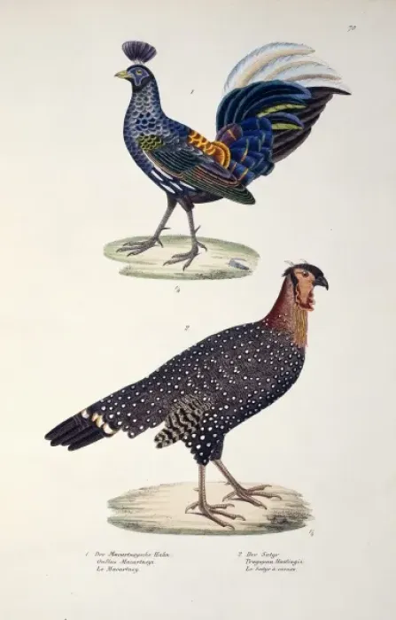 Framed Print : Lophura ignita macartneyi, Tragopan melanocephalus Framed Print : Lophura ignita macartneyi, Tragopan melanocephalus