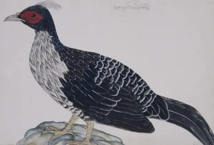 Framed Print : Lophura leucomelana, kalij pheasant Framed Print : Lophura leucomelana, kalij pheasant