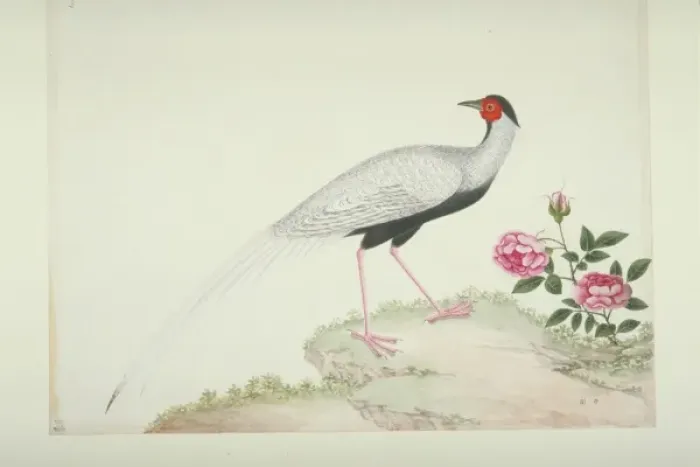 Framed Print : Lophura nycthemera, silver pheasant Framed Print : Lophura nycthemera, silver pheasant