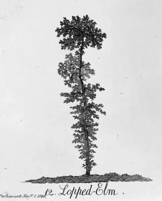Framed Print : Lopped Elm Framed Print : Lopped Elm