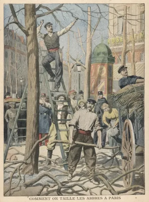 Framed Print : Lopping Trees in Paris Framed Print : Lopping Trees in Paris