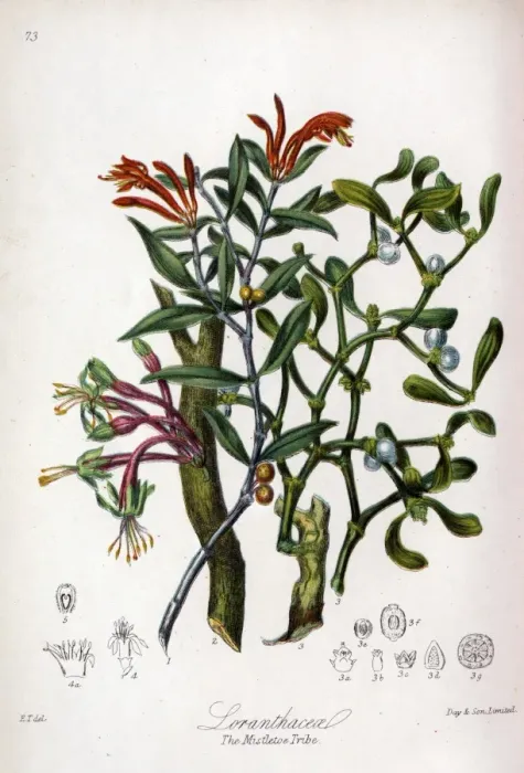 Framed Print : Loranthaceae - Mistletoe Framed Print : Loranthaceae - Mistletoe