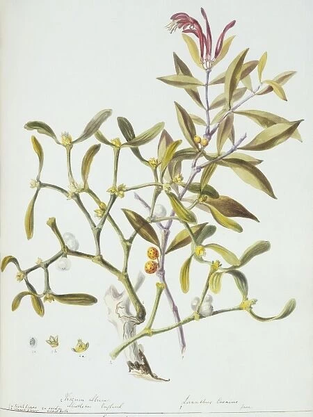 Loranthus sp. mistletoe