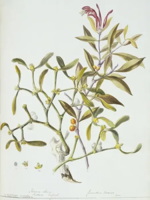 Framed Print : Loranthus sp. mistletoe Framed Print : Loranthus sp. mistletoe