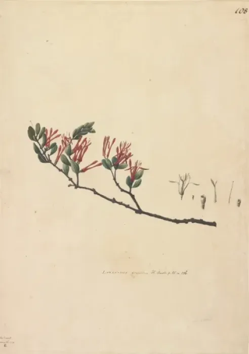 Framed Print : Loranthus tetrapetalus Framed Print : Loranthus tetrapetalus
