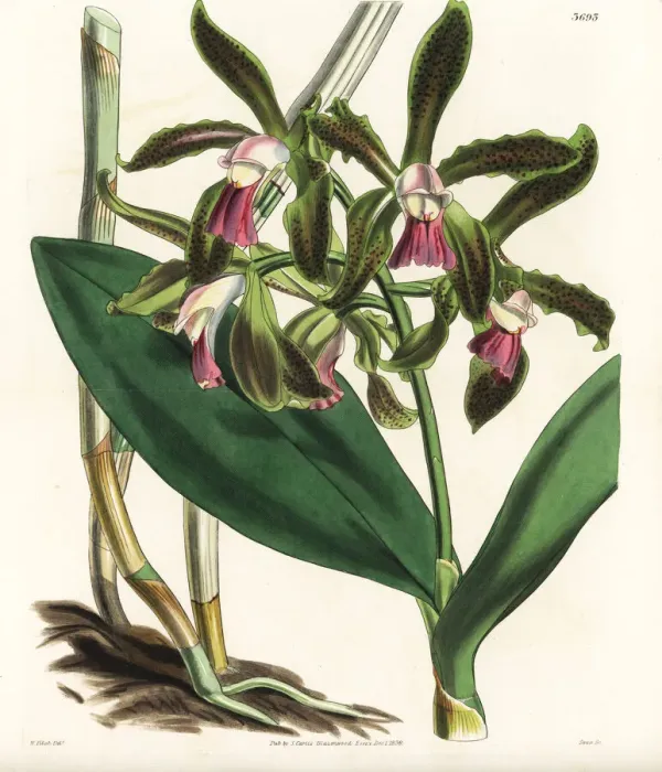 Framed Print : Lord Edward Russells spotted cattleya orchid Framed Print : Lord Edward Russells spotted cattleya orchid