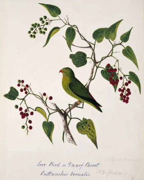 Framed Print : Loriculus vernalis, vernal hanging parrot Framed Print : Loriculus vernalis, vernal hanging parrot