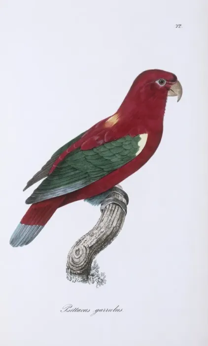 Framed Print : Lorius garrulus, chattering lory Framed Print : Lorius garrulus, chattering lory