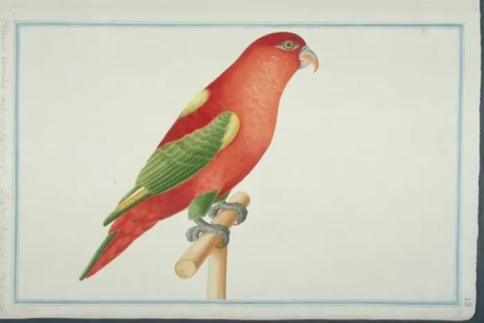 Framed Print : Lorius garrulus flavopalliatus, chattering lory Framed Print : Lorius garrulus flavopalliatus, chattering lory