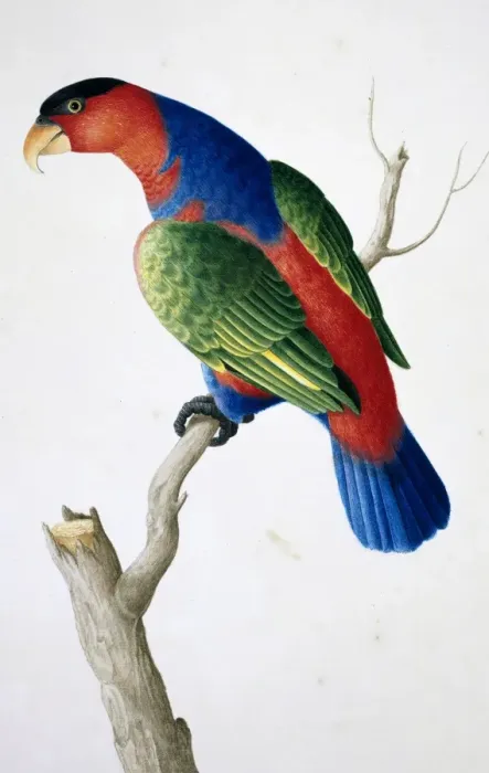 Framed Print : Lorius lory, black-capped lory Framed Print : Lorius lory, black-capped lory