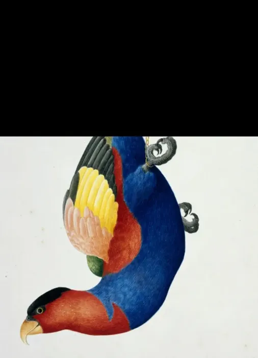 Framed Print : Lorius lory, black-capped lory Framed Print : Lorius lory, black-capped lory