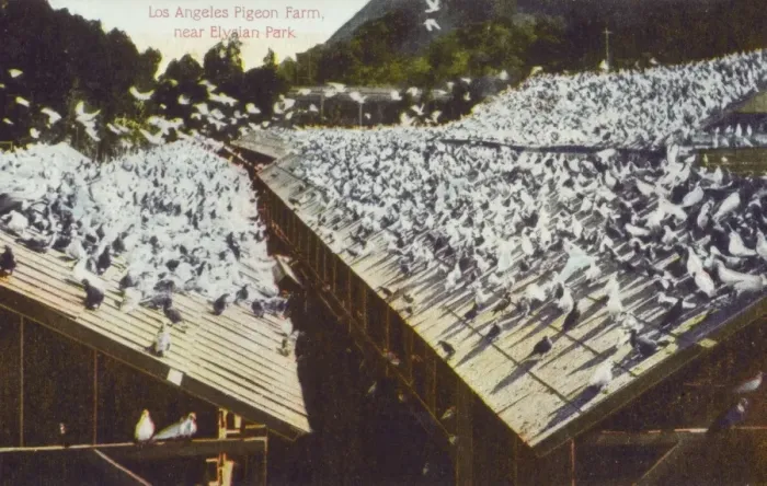 Framed Print : Los Angeles Pigeon Farm, California Framed Print : Los Angeles Pigeon Farm, California