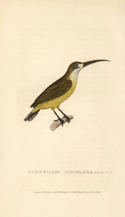 Framed Print : Lotens sunbird, female, Cinnyris lotenius Framed Print : Lotens sunbird, female, Cinnyris lotenius