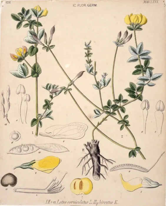 Framed Print : Lotus corniculatus, birds foot trefoil Framed Print : Lotus corniculatus, birds foot trefoil