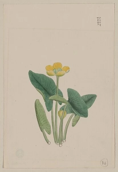 Lotus-like plant with yellow blossom and large leaves, each