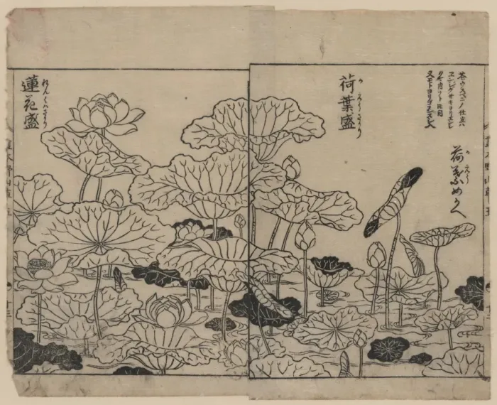 Framed Print : Lotus plants in various stages of development Framed Print : Lotus plants in various stages of development