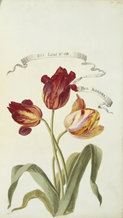 Framed Print : Louis D Or and Aurora, tulips Framed Print : Louis D Or and Aurora, tulips