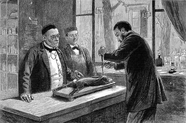 Louis Pasteur experimenting on a chloroformed rabbit