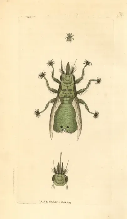 Framed Print : Lousefly, Craeterina hirundinis, a parasite of the swallow Framed Print : Lousefly, Craeterina hirundinis, a parasite of the swallow