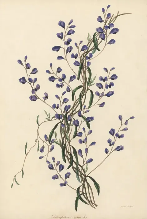 Framed Print : Love creeper, Comesperma volubile Framed Print : Love creeper, Comesperma volubile