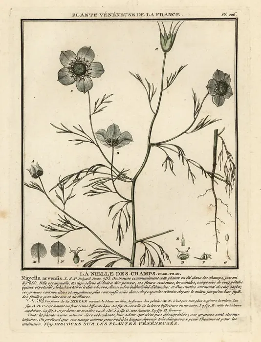 Framed Print : Love-in-a-mist. Nigella arvensis Framed Print : Love-in-a-mist. Nigella arvensis