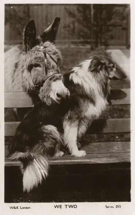 Framed Print : We Two - A lovely donkey and Collie dog best friend Framed Print : We Two - A lovely donkey and Collie dog best friend