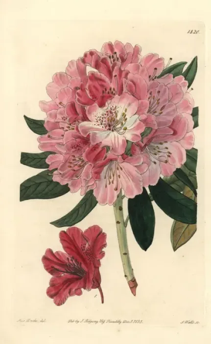 Framed Print : Lovely rhododendron, Rhododendron pulcherrimum Framed Print : Lovely rhododendron, Rhododendron pulcherrimum