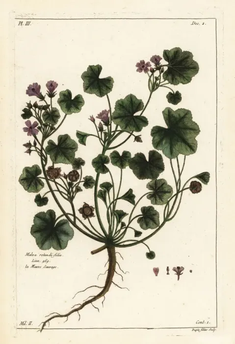 Framed Print : Low mallow, Malva pusilla Framed Print : Low mallow, Malva pusilla