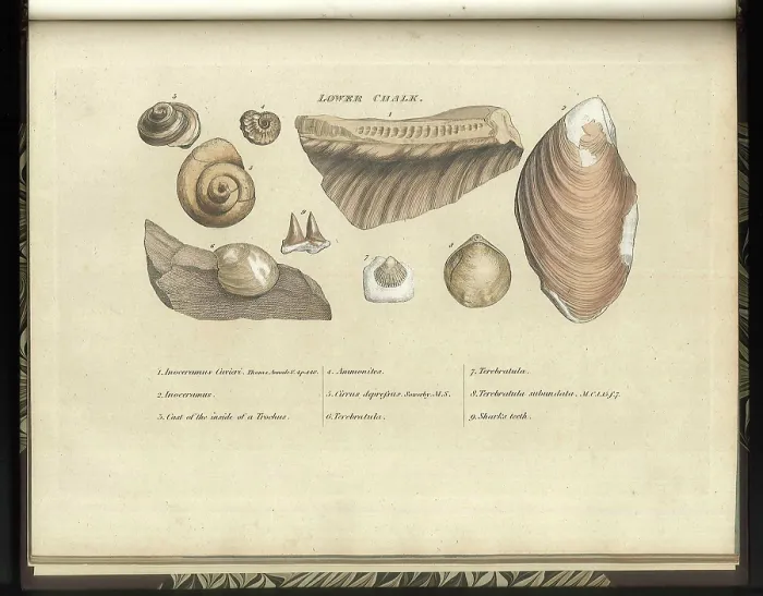Framed Print : Lower Chalk fossils Framed Print : Lower Chalk fossils
