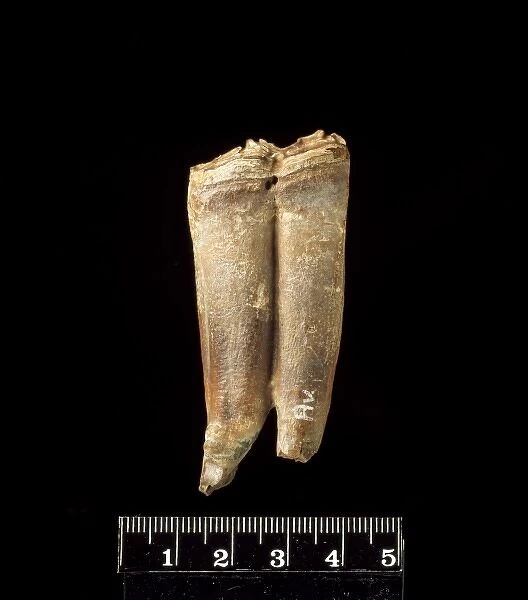 Lower cheek teeth of fossil horse