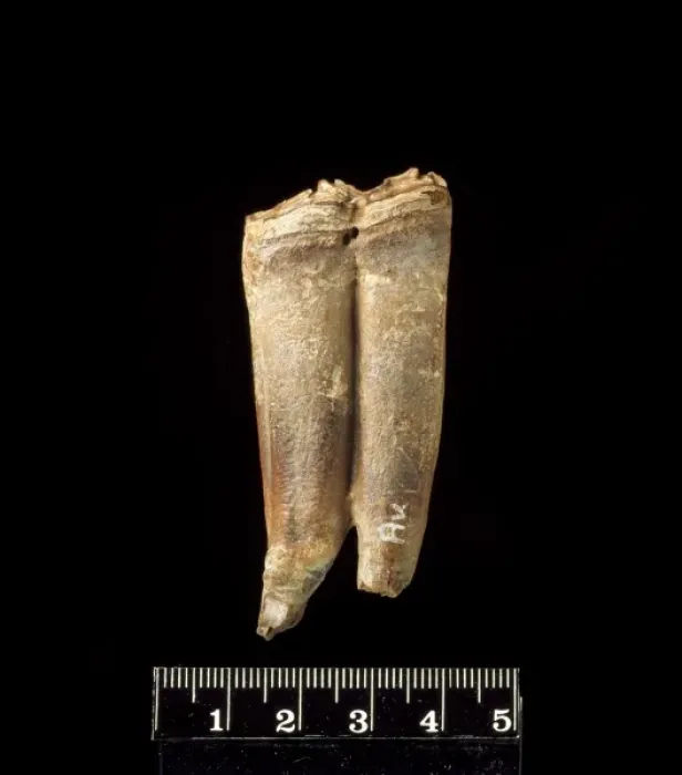Framed Print : Lower cheek teeth of fossil horse Framed Print : Lower cheek teeth of fossil horse