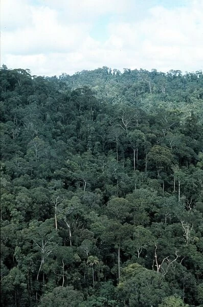 Lowland dipterocarp rainforest