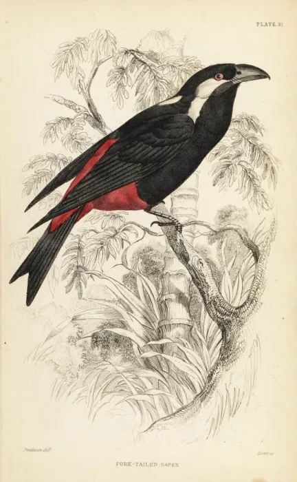Framed Print : Lowland peltops, Peltops blainvillii Framed Print : Lowland peltops, Peltops blainvillii