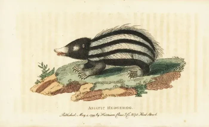 Framed Print : Lowland streaked tenrec, Hemicentetes semispinosus Framed Print : Lowland streaked tenrec, Hemicentetes semispinosus