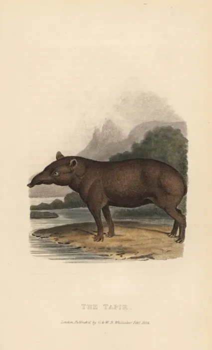 Framed Print : Lowland tapir, Tapirus terrestris Framed Print : Lowland tapir, Tapirus terrestris