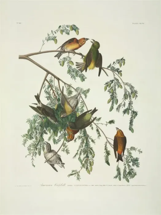 Framed Print : Loxia curvirostra, red crossbill Framed Print : Loxia curvirostra, red crossbill