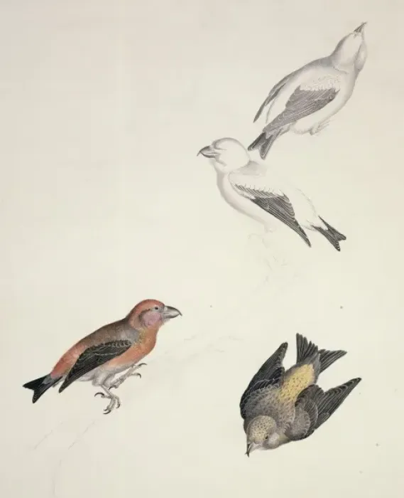 Framed Print : Loxia curvirostra, red crossbill, Loxia scotica, Scottish cr Framed Print : Loxia curvirostra, red crossbill, Loxia scotica, Scottish cr