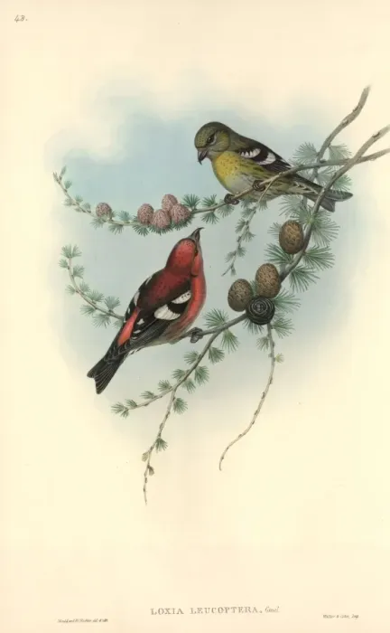 Framed Print : Loxia leucoptera, white-winged crossbill Framed Print : Loxia leucoptera, white-winged crossbill