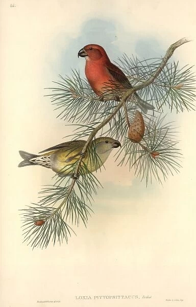 Loxia pytyopsittacus, parrot crossbill