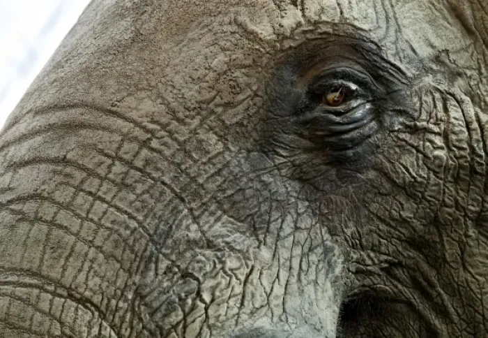 Framed Print : Loxodonta africana, African elephant Framed Print : Loxodonta africana, African elephant