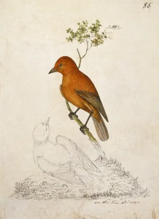 Framed Print : Loxops coccineus coccineus, akepa Framed Print : Loxops coccineus coccineus, akepa