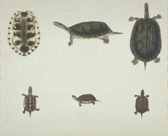 Framed Print : LS Plate 101 from the John Reeves Collection (Zoology) Framed Print : LS Plate 101 from the John Reeves Collection (Zoology)