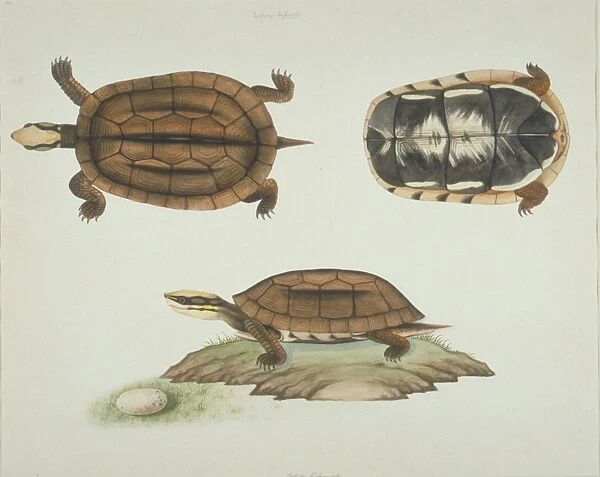 LS Plate 102 from the John Reeves Collection (Zoology)