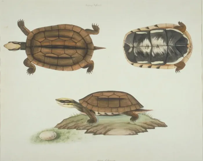 Framed Print : LS Plate 102 from the John Reeves Collection (Zoology) Framed Print : LS Plate 102 from the John Reeves Collection (Zoology)
