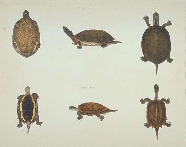 LS Plate 103 from the John Reeves Collection (Zoology)