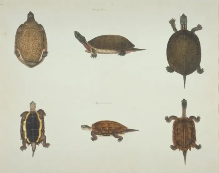 Framed Print : LS Plate 103 from the John Reeves Collection (Zoology) Framed Print : LS Plate 103 from the John Reeves Collection (Zoology)
