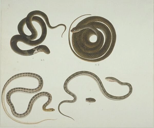 LS Plate 104 from the John Reeves Collection (Zoology)