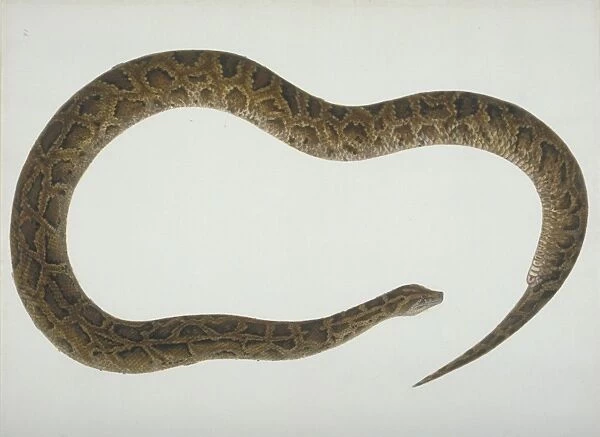 LS Plate 105 from the John Reeves Collection (Zoology)