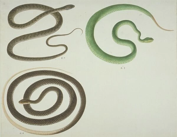 LS Plate 107 from the John Reeves Collection (Zoology)