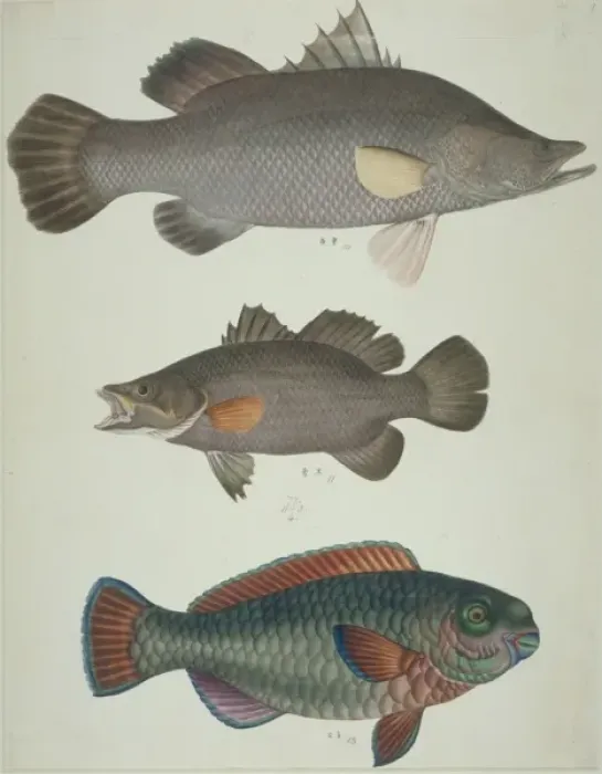 Framed Print : LS Plate 111 from the John Reeves Collection Framed Print : LS Plate 111 from the John Reeves Collection